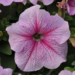 Петунія Дедді F1 пеппермінт (peppermint) /1.000 насінин (драже)/ *Pan American*