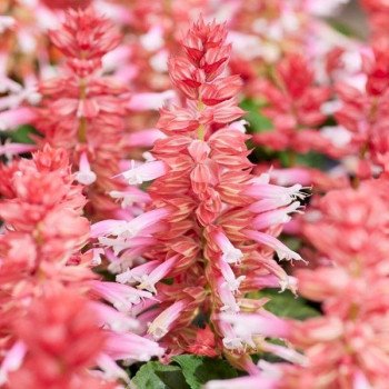 Сальвия Аморе розовая биколор (rose bicolor) /1.000 семян/ *Hem Genetics*