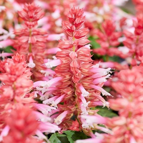 Семена сальвии Аморе розовая биколор (rose bicolor) /1.000 семян/ *Hem Genetics*