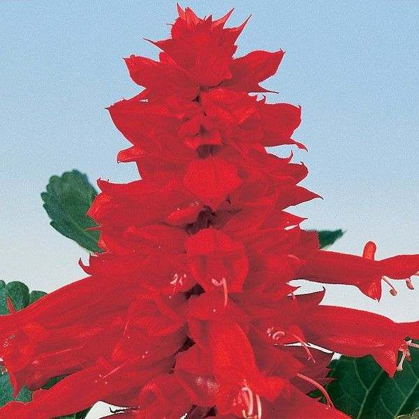 Семена сальвии Аморе скарлет (scarlet) /1.000 семян/ *Hem Genetics*