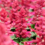 Сальвия Аморе сливовая (plum) /1.000 семян/ *Hem Genetics*