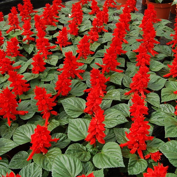 Семена сальвии Алерт красная (red) /1.000 семян/ *Hem Genetics*