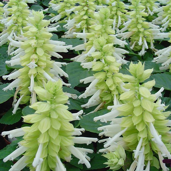 Насіння сальвії Редді біла (white) /1.000 насінин/ *Hem Genetics*