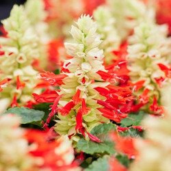 Сальвія Редді білий сюрприз (white surprise) /1.000 насінин/ *Hem Genetics*