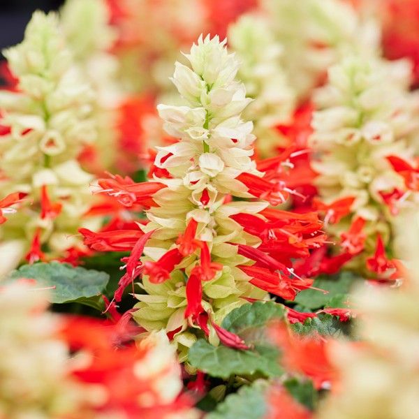 Насіння сальвії Редді білий сюрприз (white surprise) /1.000 насінин/ * Hem Genetics *