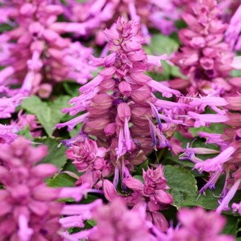 Сальвія Редді лавандова (lavender) /1.000 насінин/ *Hem Genetics*