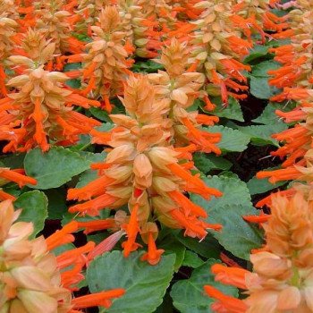 Сальвія Редді лососева (salmon) /1.000 насінин/ *Hem Genetics*