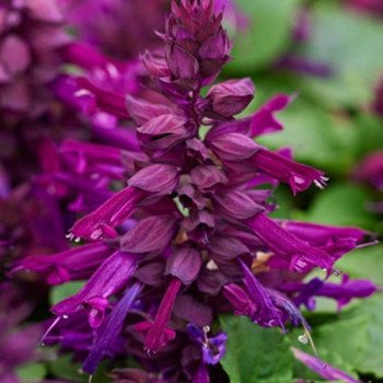 Сальвія Редді пурпурна (purple) /1.000 насінин/ *Hem Genetics*