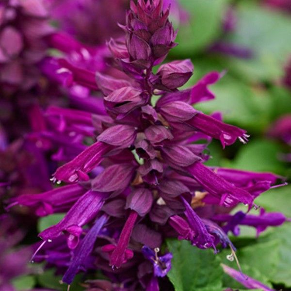 Насіння сальвії Редді пурпурна (purple) /1.000 насінин/ *Hem Genetics*