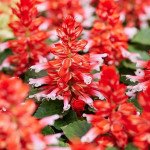 Сальвія Редді скарлет біколор (scarlet bicolor) /1.000 насінин/ *Hem Genetics*