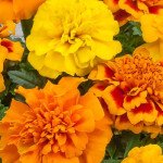 Чорнобривці Чіка суміш (mix) /200 насінин/ *Hem Genetics*