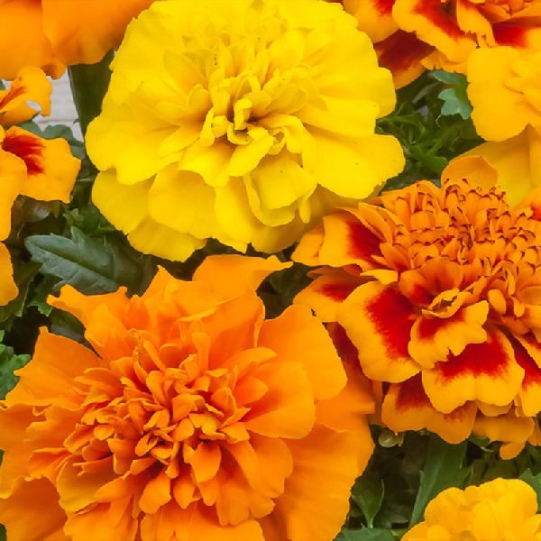 Насіння чорнобривців Чіка суміш (mix) /200 насінин/ *Hem Genetics*