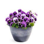 Виола Инспаер Делюкс F1 пинк сюрпрайз (pink surprise) /100 семян/ *Benary*