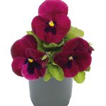 Віола Інспаєр Делюкс F1 темно-рожева з вічком (deep rose blotch) /100 насінин/ *Benary*