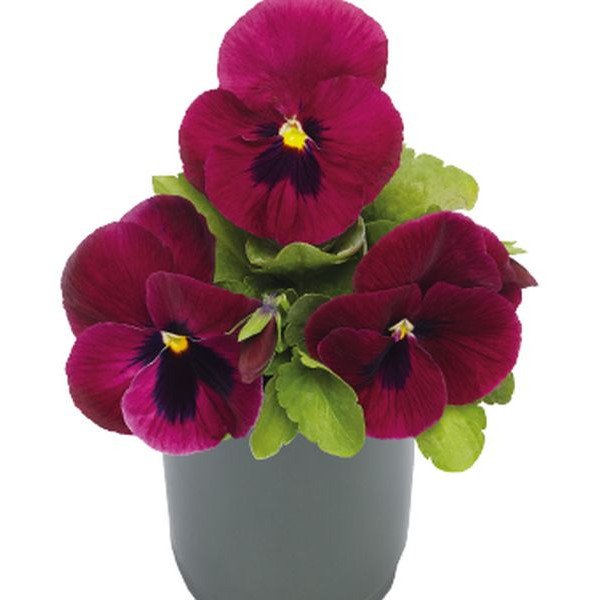 Семена виолы Инспаер Делюкс F1 темно-розовая с глазком (deep rose blotch) /100 семян/ *Benary*