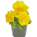 Віола Інспаєр Плюс F1 жовта (yellow) /100 насінин/ *Benary*