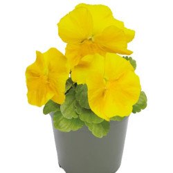 Виола Инспаер Плюс F1 желтая (yellow) /100 семян/ *Benary*