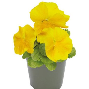 Віола Інспаєр Плюс F1 жовта (yellow) /100 насінин/ *Benary*