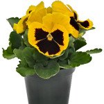 Виола Инспаер Плюс F1 желтая с глазком (yellow blotch) /100 семян/ *Benary*