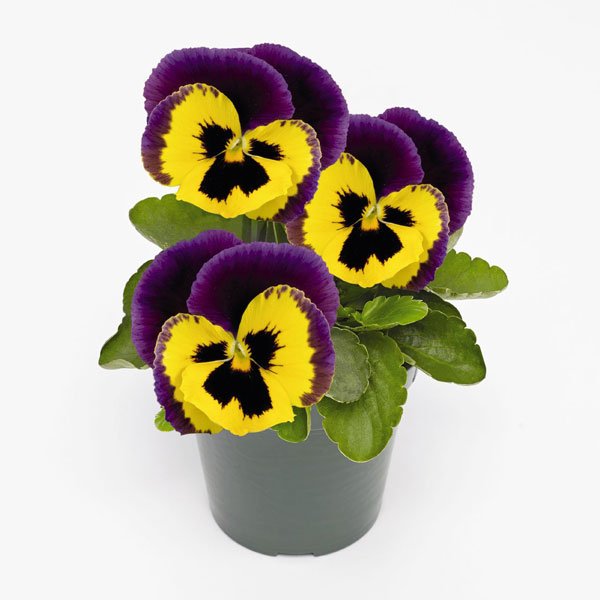 Насіння віоли Інспаєр Плюс F1 жовта з пурпуровим крилом (yellow purple wing) /100 насінин/ *Benary*