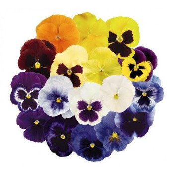 Виола Инспаер Плюс F1 смесь (mix) /100 семян/ *Benary*