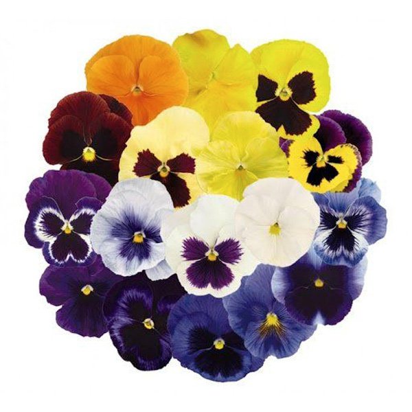 Насіння віоли Інспаєр Плюс F1 суміш (mix) /100 насінин/ *Benary*