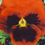 Виола Тремпет S1 оранжевая с глазком (orange blotch) /1.000 семян/ *Hem Genetics*