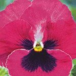 Виола Тремпет S1 розовая с глазком (pink blotch) /1.000 семян/ *Hem Genetics*