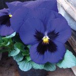 Виола Тремпет S1 синяя с глазком (blue blotch) /1.000 семян/ *Hem Genetics*