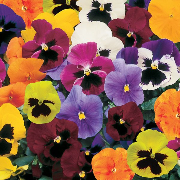 Насіння віоли Тремпет S1 суміш (mix) /1.000 насінин/ *Hem Genetics*