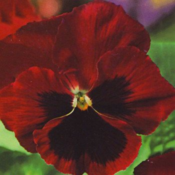 Виола Тремпет S1 красная с глазком (red blotch) /1.000 семян/ *Hem Genetics*