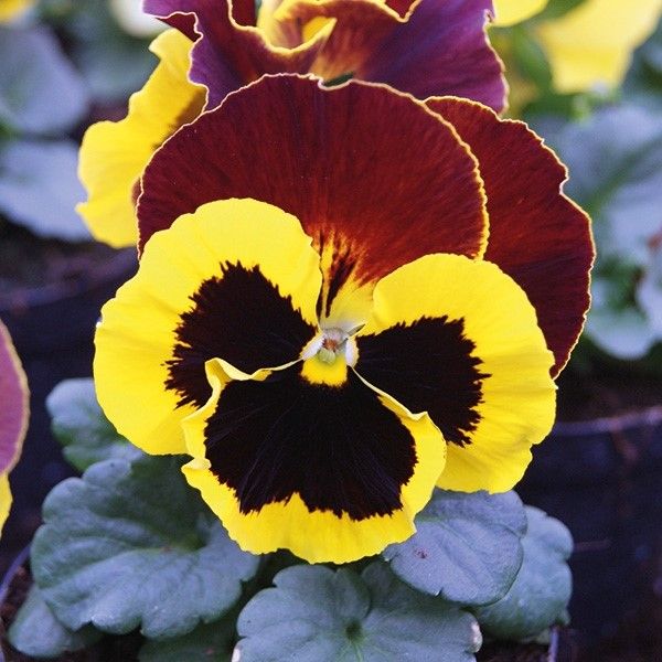 Семена виолы Тремпет S1 желтая с красным крылом (yellow red wing) /1.000 семян/ *Hem Genetics*