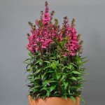 Лобелія Старшип діп роуз (deep rose) /100 насінин/ *Pan American*