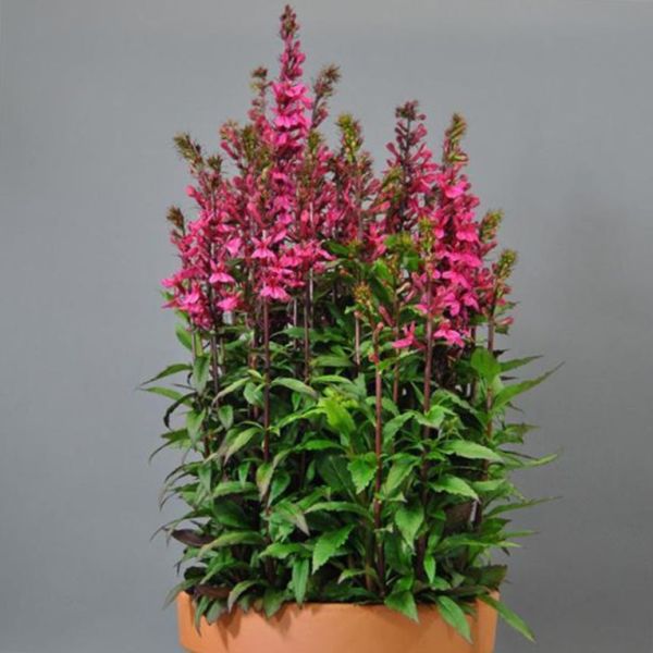 Семена лобелии Старшип дип роуз (deep rose) /100 семян/ *Pan American*