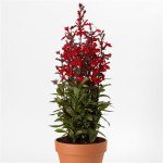 Лобелия Старшип скарлет (scarlet) /100 семян/ *Pan American*