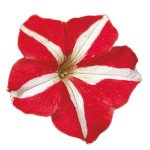 Петунія Фалкон F1 червоно-біла (red&white) /1.000 насінин (драже)/ *Sakata*