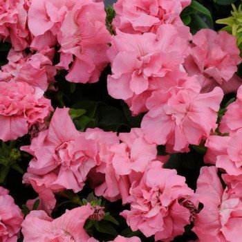 Петуния Дуо F1 розовый сатин (satin pink) /200 семян (драже)/ *Pan American*