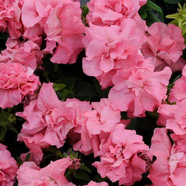 Насіння петунії Дуо F1 рожевий сатин (satin pink) /200 насінин (драже)/ *Pan American*