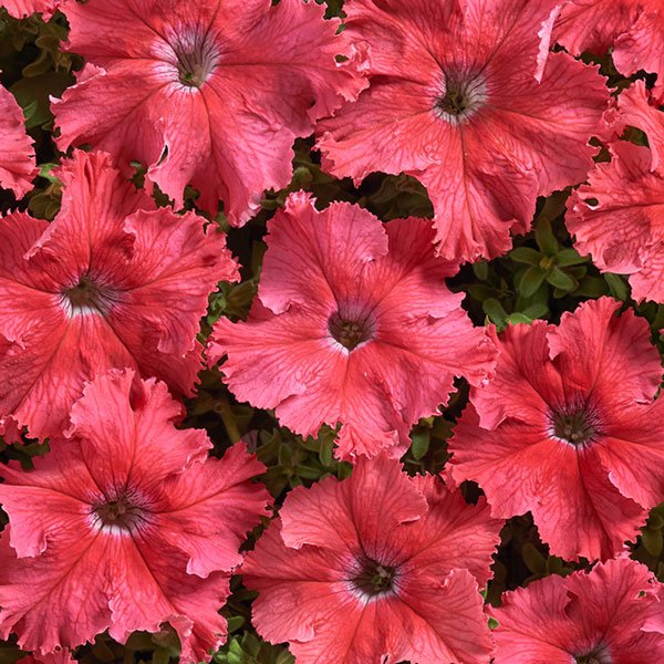 Насіння петунії Афродіта F1 лососева (salmon) /1.000 насінин (драже)/ *Cerny*