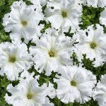 Петуния Афродита F1 белая (white) /500 семян (драже)/ *Cerny*