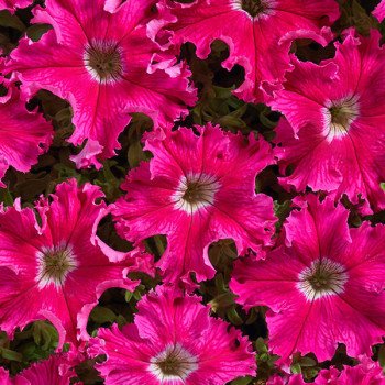 Петуния Афродита F1 розовая (rose) /500 семян (драже)/ *Cerny*