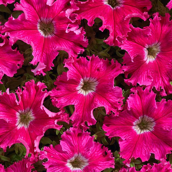 Насіння петунії Афродіта F1 рожева (rose) /500 насінин (драже)/ *Cerny*