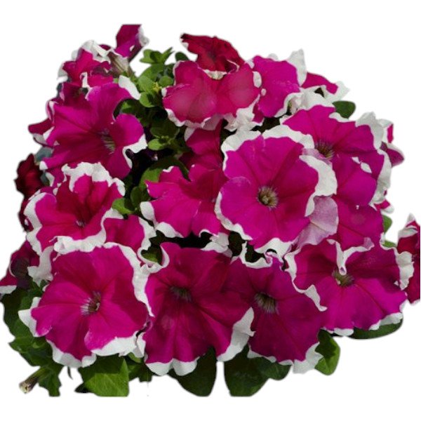 Насіння петунії Лімбо F1 рожеве пікоті (rose picotee) /1.000 насінин (драже)/ *Hem Genetics*