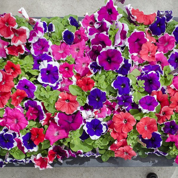 Насіння петунії Лімбо F1 суміш пікоті (mix picotee) /1.000 насінин (драже)/ *Hem Genetics*