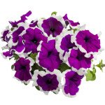Петуния Лимбо F1 фиолетовое пикоти (violet picotee) /1.000 семян (драже)/ *Hem Genetics*