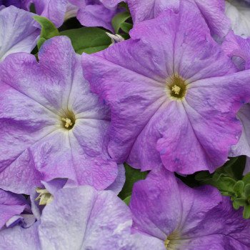 Петуния Лимбо F1 небесно-синяя (sky blue) /1.000 семян (драже)/ *Hem Genetics*