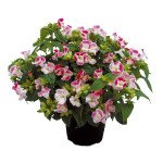 Торенія Літтл Кісс F1 рожеве пікоті (rose picotee) /100 насінин (драже)/ *Sakata*