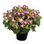 Торения Литтл Кисс F1 бургунди (burgundy) /100 семян (драже)/ *Sakata*