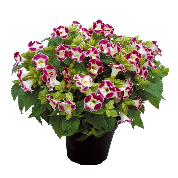 Семена торении Литтл Кисс F1 бургунди (burgundy) /100 семян (драже)/ *Sakata*