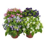 Торения Литтл Кисс F1 смесь (mix) /100 семян (драже)/ *Sakata*